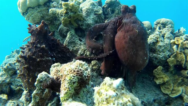 Two Octopus Mating underwater 
Underwater shot from, Eilat, Israel ,red sea
