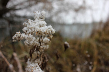 Snow-covered white wild flowers. Monochrome winter landscape