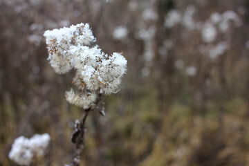 Snow-covered white wild flowers. Monochrome winter landscape