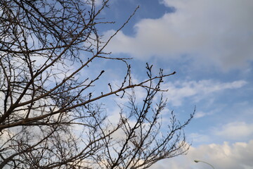 冬の青空と白い雲をバックに芽吹く枝