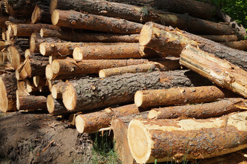 felled pine tree trunks in the forest natural material firewood industry horizontal position