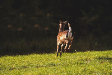 Fallow deer