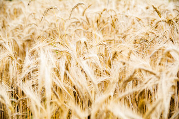 Close up shot of golden ears of grain on a farmland