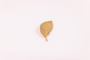 one yellow bay leaf in the middle of a white surface