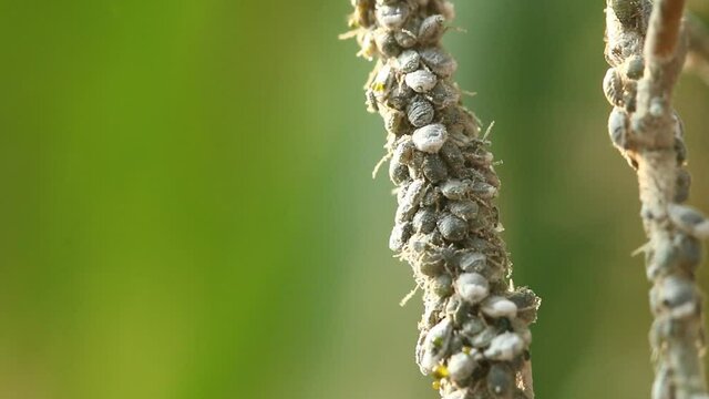 Group of mealy bug holding on tree branch, Chiangmai Thailand.