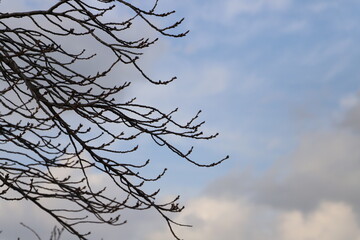 冬の青空と雲の背景に映える芽吹く木の枝