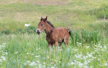 The first walk of a newborn foal in a field with bokeh effect