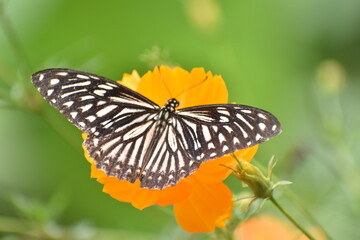 Fototapeta na wymiar blue glassy tiger butterfly (Ideopsis vulgaris)