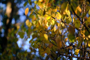 紅葉