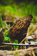 Morel mushroom
