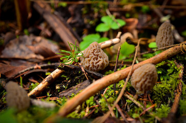 Morel mushrooms