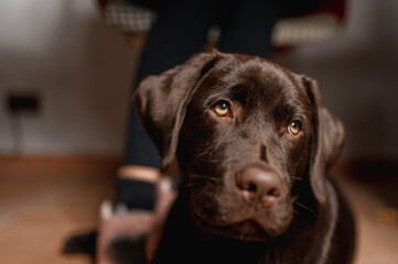 Chocolate Labrador lying under the desk near to owner legs.
