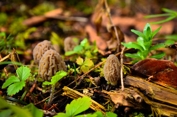 Morel mushrooms