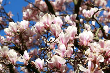 Rosa Magnolienblüten auf  Baumzweigen ,Deutschland