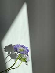 꽃과 그림자