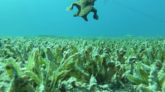 Frogfish gliding over seaweed bed
, Underwater shot from, Eilat, Israel ,red sea
