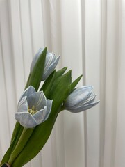파란색 튤립
