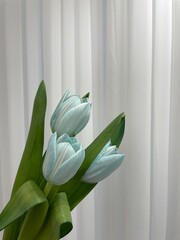 하늘색 튤립