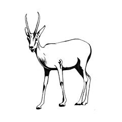 シカ（ガゼル 絶滅危惧種）の線画イラスト