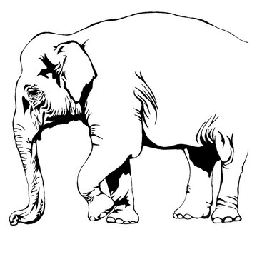 ぞう アジアゾウ 絶滅危惧種 の線画イラスト Stock Illustration Adobe Stock