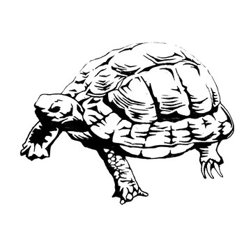カメ ヘサキリクガメ 絶滅危惧種 の線画イラスト Stock Illustration Adobe Stock