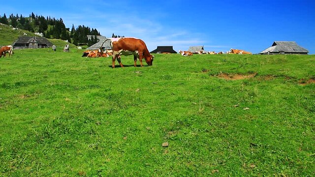 Cows grazing grass on high mountain pasture. European Alps.