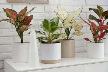 Exotic houseplants with beautiful leaves and spray bottle on cabinet near white brick wall indoors