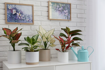 Exotic houseplants with beautiful leaves and watering can on cabinet near white brick wall indoors