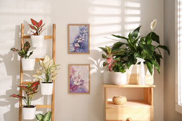 Exotic houseplants with beautiful leaves and decorative ladder near light wall indoors