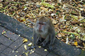 Monkey in Monkey Forest, Ubud, Bali, Indonesia
