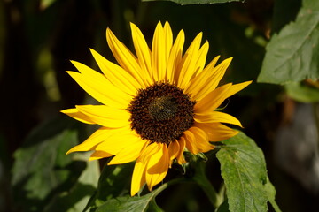 Sonnenblume, Blume, Blüte, Deutschland, Europa