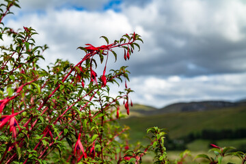 Wildflower Fuchsia growing in County Donegal - Ireland