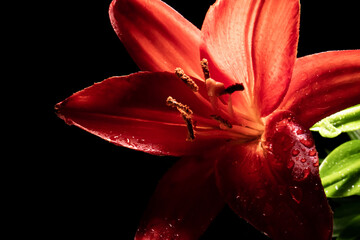 Red lily with dew drops on a dark background