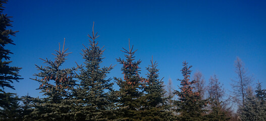 tree, nature, sky, forest, spruce, wood, blue, space, cone