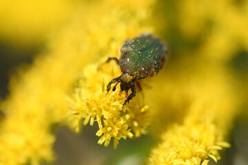 Flower chafer is dusted with pollen of tall goldenrod.