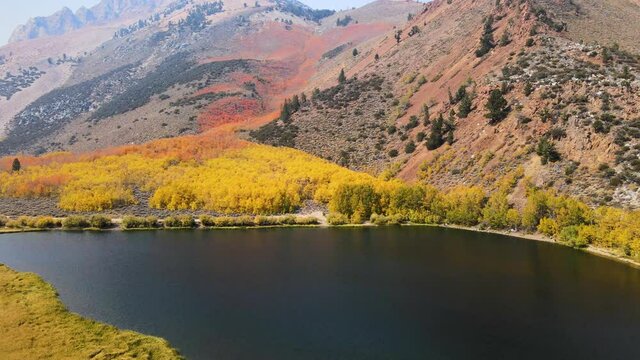 Cinematic aerial shot of colorful fall foliage at North Lake in Eastern Sierra in California at 60fps