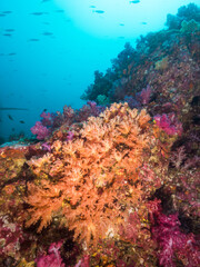 Fototapeta na wymiar Carnation tree corals growing on a rock (Mergui archipelago, Myanmar)