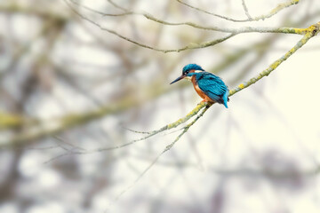 Kingfisher onbranch waiting to dive, Alcedo atthis