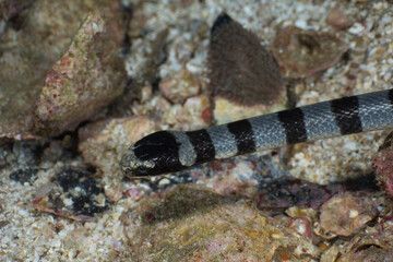 Face of Banded sea snake (Mergui archipelago, Myanmar)