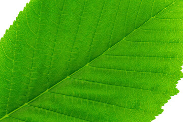 Green chestnut leaf isolated on white.