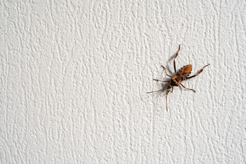 Bug crawling on rough wall