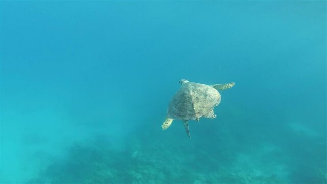 Sea Turtle swimming over Coral reef
, Underwater shot from, Eilat, Israel ,red sea
