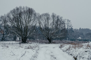Two willows by a field road covered with snow