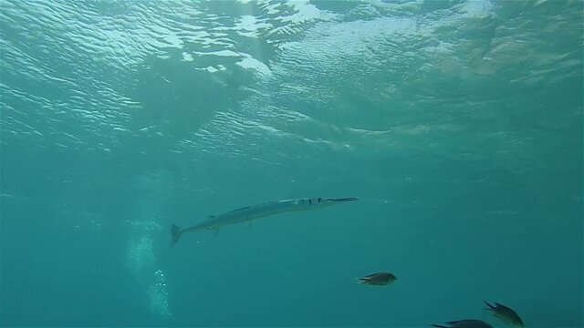 Houndfish swimming close to sea surface
, Underwater shot from, Eilat, Israel ,red sea
