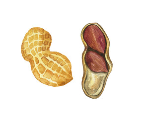 Watercolor yellow peanuts seed isolated on white background. Hand drawing illustration for food design, menu, cover, poster.