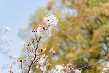 桜