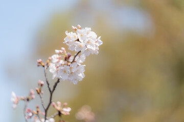 桜
