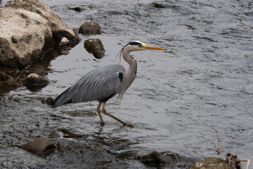 Herron hunting in river