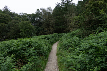 Fototapeta na wymiar Path through ferns in woodland in the Peak District