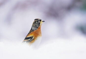 Brambling (Fringilla montifringilla) in natural habitat in Czech republic. Songbird sitting on the snow. Winter scene with a brambling. 
